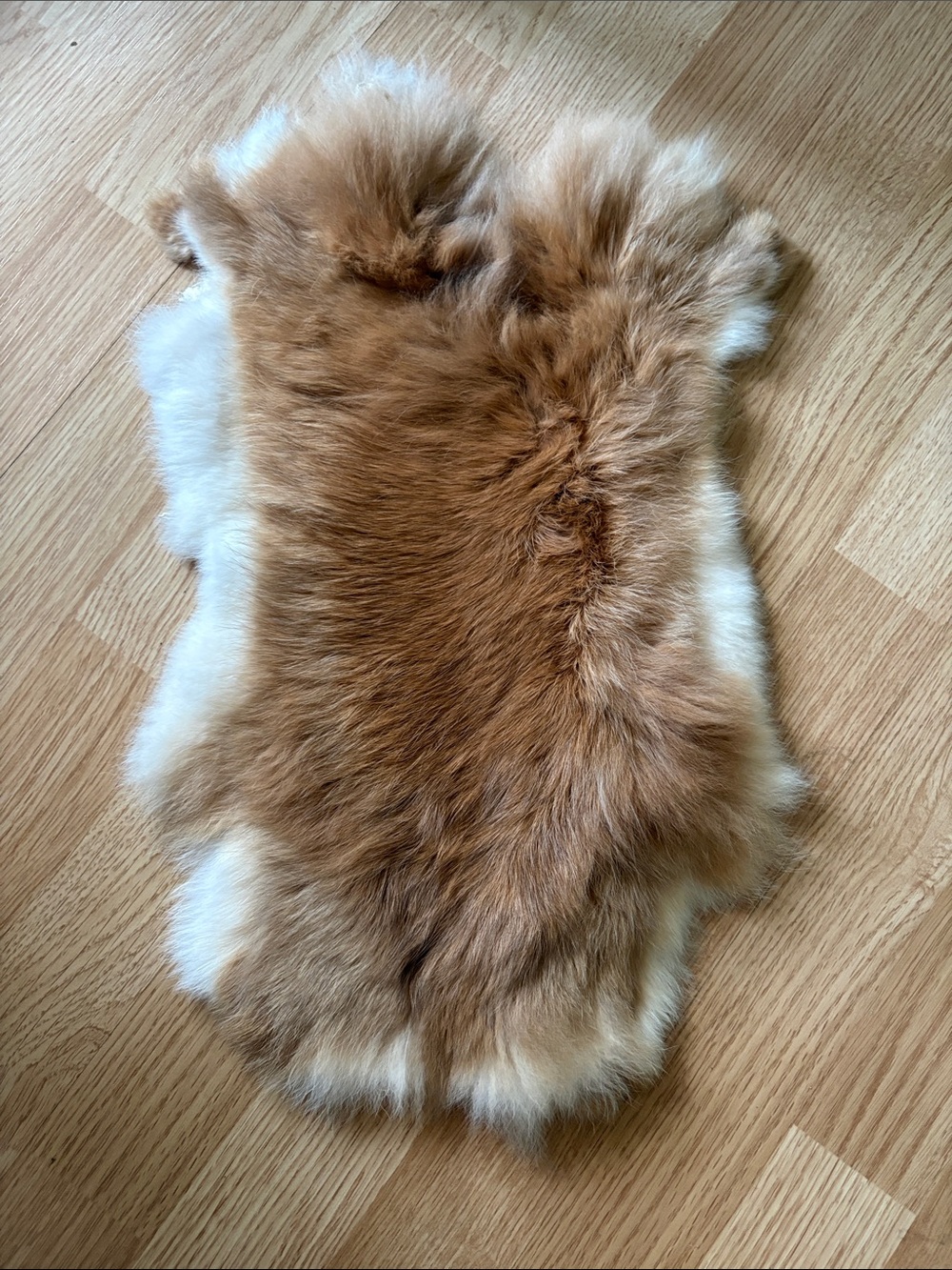 B0223 rabbit pelt